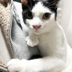 幸運の黒白🪽ハチワレみーすけくん