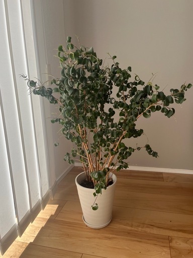 ベンジャミンバロック　観葉植物