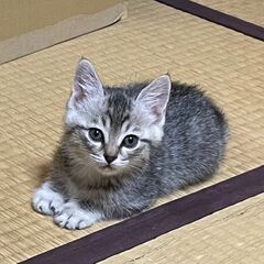 12/1譲渡会参加　グレーきじの男の子　ぐっち