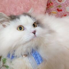 ミヌエット 大人 足長 ブルー＆ホワイトバン - 猫