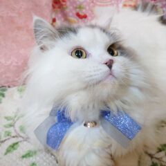 ミヌエット 大人 足長 ブルー＆ホワイトバン − 千葉県