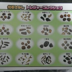 化石さがし　トレジャーコレクション　化石の画像