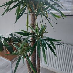 ユッカ かと思います。お譲りします。