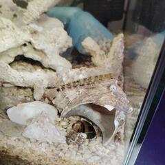 ハゼ　オヤビッチャ　海水魚