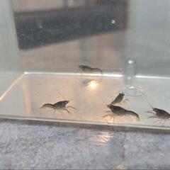可愛いザリガニの幼体、無償