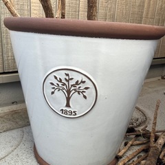 カポック　0円　観葉植物の画像