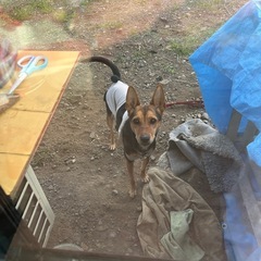 ミニピン×柴犬ミックス