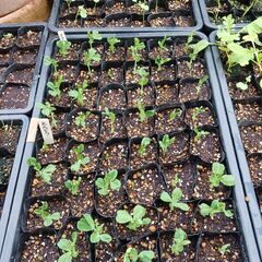 野菜の苗 (ｽﾅｯﾌﾟｴﾝﾄﾞｳ、ｴﾝﾄﾞｳ、小松菜）の苗を買っ...