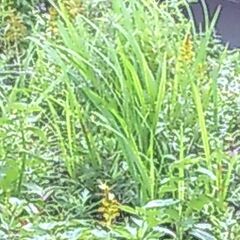 ヒメヒオウギズイセン