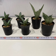アガベ オテロイ、サンセベリア
