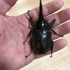 DHヘラクレス　　　メテオ早期羽化