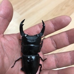 岡山県津山市産　オオクワガタペア