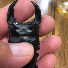 極太阿古谷オオクワガタ幼虫