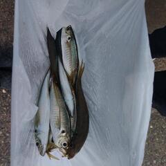 もう年末です。お年とりの魚を釣りに行きませんか？ - 糸魚川市
