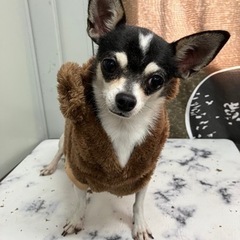 里親募集中☆スムースチワワ♀