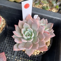 自宅販売してます 多肉植物