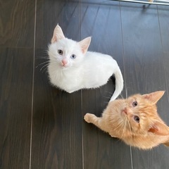 仲良し兄弟　一緒に迎えてくださるご家族募集！栃木からの募集