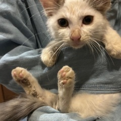 毛長2ヶ月半男の子