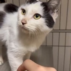 白黒女の子🥰半年ワンチャンや猫ちゃんとも仲良くできます - 猫