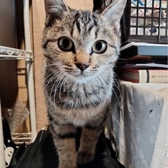 キジトラ　子猫　抱っこOK 甘えん坊