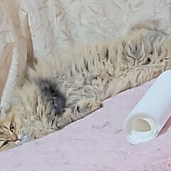 エキゾチック、ミヌエット 、ペルシャ