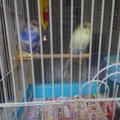 セキセイインコ２羽