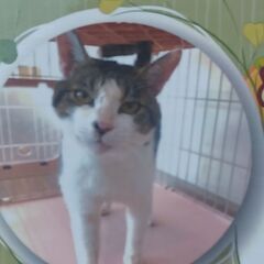 エイズ猫ちゃんは穏やかに過ごせば発症しません🎵(代理投稿になります)