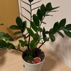 ザミフォーリア　金銭樹
