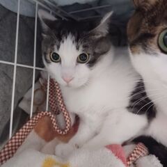 単身者、高齢者可です。