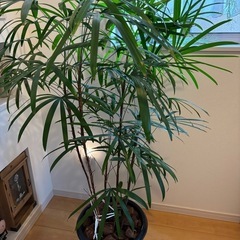 観葉植物　シュロチク
10号鉢