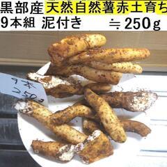すぐにお渡しできます ♪黒部産・超粘り！赤土粘土の典型的天然自然...