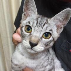 サバトラ、シャムミックス兄弟　3ヶ月