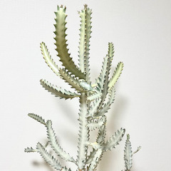 【引取限定/バケモノ級160cm超】　ユーフォルビア　ホワイトゴースト