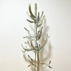 【引取限定/バケモノ級160cm超】　ユーフォルビア　ホワイトゴーストの画像