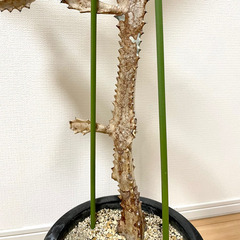 【引取限定/バケモノ級160cm超】　ユーフォルビア　ホワイトゴーストの画像