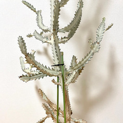 【引取限定/バケモノ級160cm超】　ユーフォルビア　ホワイトゴーストの画像