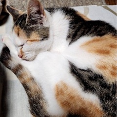 写真写りがいかつくなっちゃう三毛ちゃん