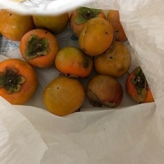 柿　お譲りします