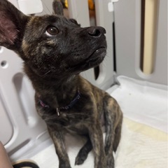 甲斐犬似の子犬ちゃんです⭐︎ - 和泉市