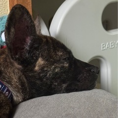 甲斐犬似の子犬ちゃんです⭐︎ - 犬
