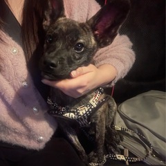 甲斐犬似の子犬ちゃんです⭐︎