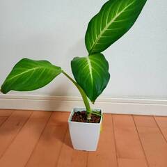 観葉植物 ディフェンバキア 高さ約35ｃｍ