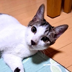 人懐っこいシロキジ兄弟です♪
