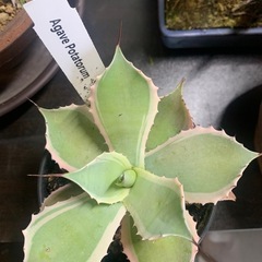 多肉植物・サボテン　アガベ・ポタトルム 黒鉢の画像