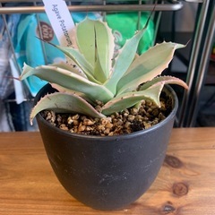 多肉植物・サボテン　アガベ・ポタトルム 黒鉢の画像