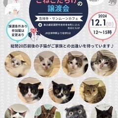 子猫譲渡会