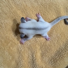プラチナモザイクの赤ちゃん産まれました。