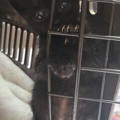 野良猫が私の家の車庫に赤ちゃん猫だけ置いて帰ってきません