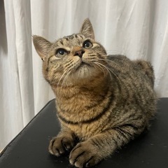 【止めてます】生後8ヶ月　オスの猫ちゃんです🐈‍⬛