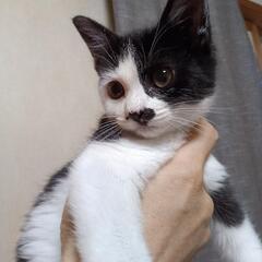 子猫２ヶ月女の子　里親さん探しています